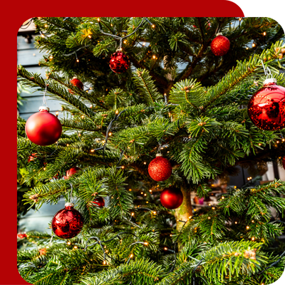 SylvaGrow Ericaceous Compost at Boma Garden Centre, Kentish Town