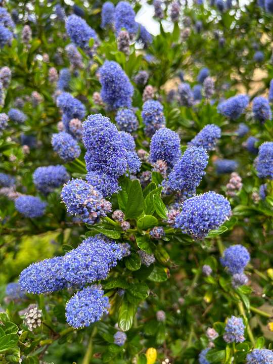 Ceanothus at Boma Garden Centre Kentish Town London