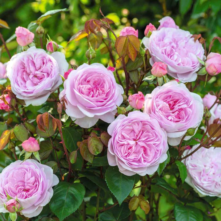 David Austin Roses at Boma Garden Centre, Kentish Town