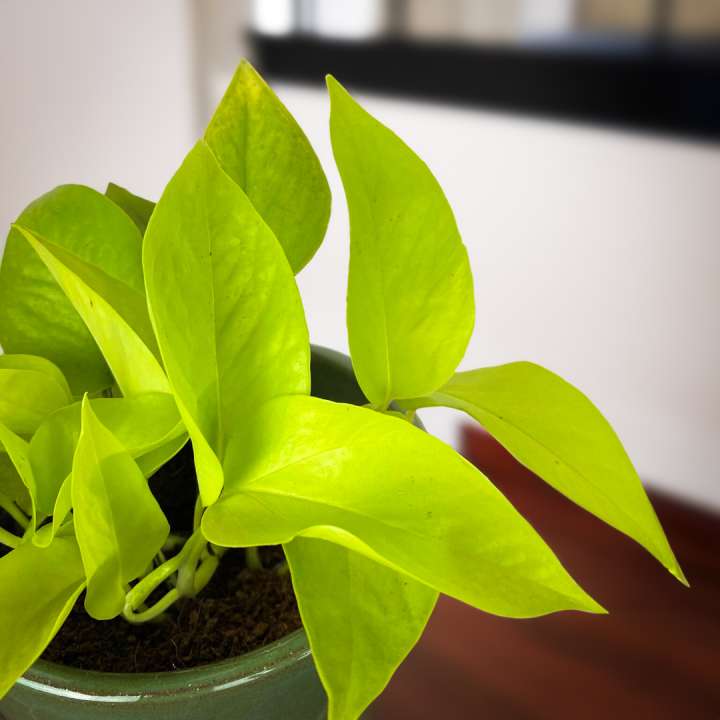 Epipremnum aureum 'Neon' available at Boma Garden Centre