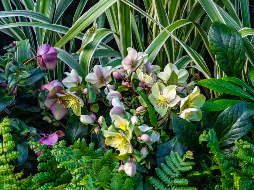 Outdoor plants and trees at Boma Garden Centre
