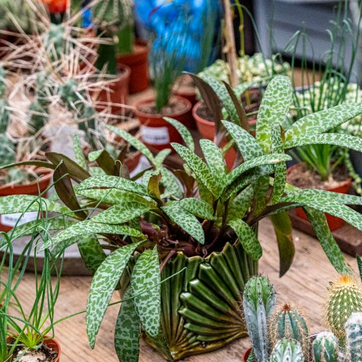 Gifts and vouchers at Boma Garden Centre