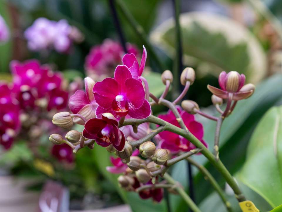 Houseplants and indoor greenery at Boma