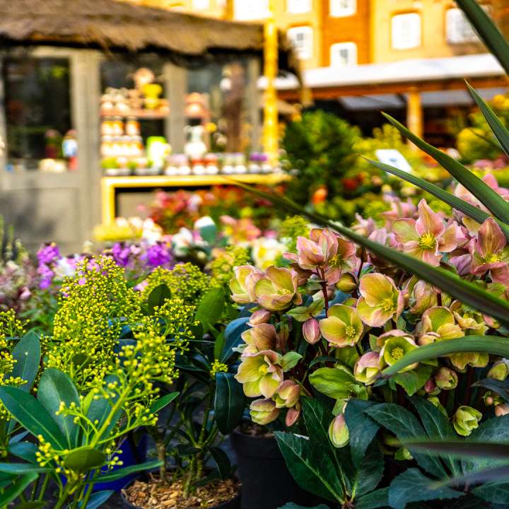 Garden displays at Boma Garden Centre in Kentish Town