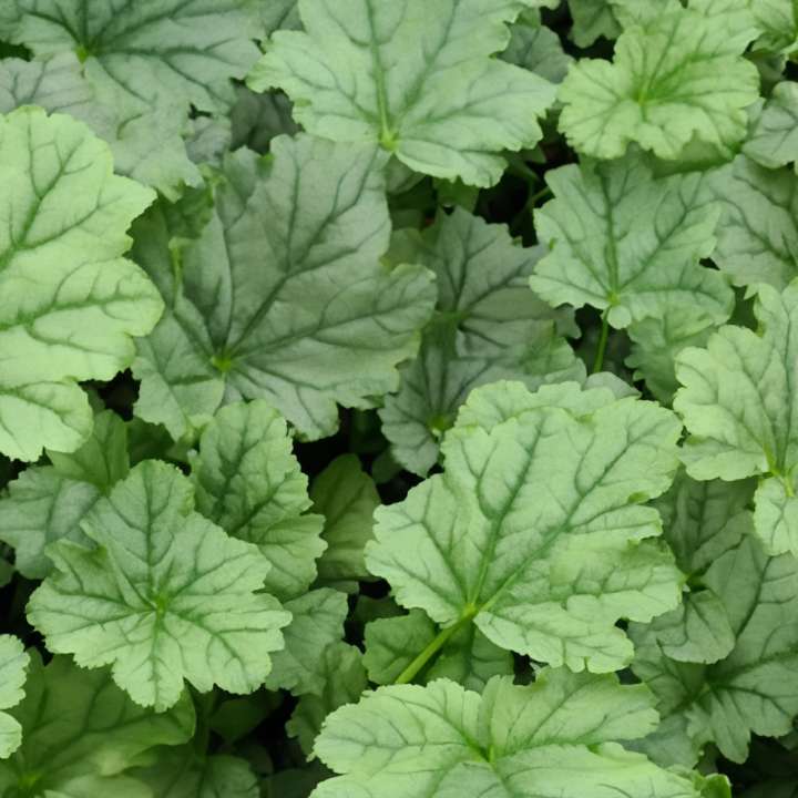 Heuchera Greenberry at Boma Garden Centre