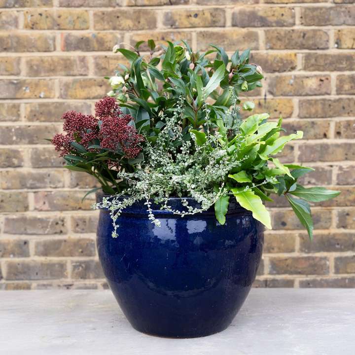 Festive winter planters available at Boma Garden Centre