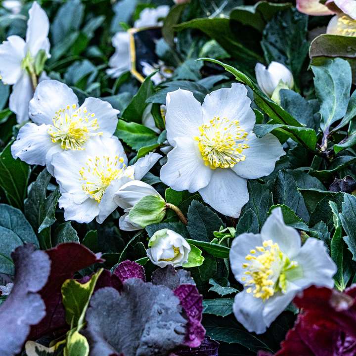 Perennials at Boma Garden Centre in Kentish Town