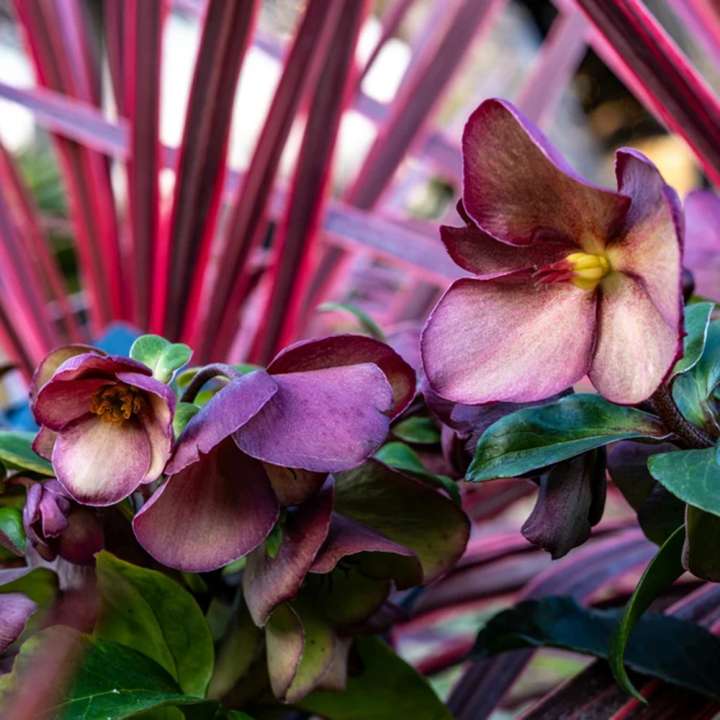 Buy Hellebores at Boma Garden Centre