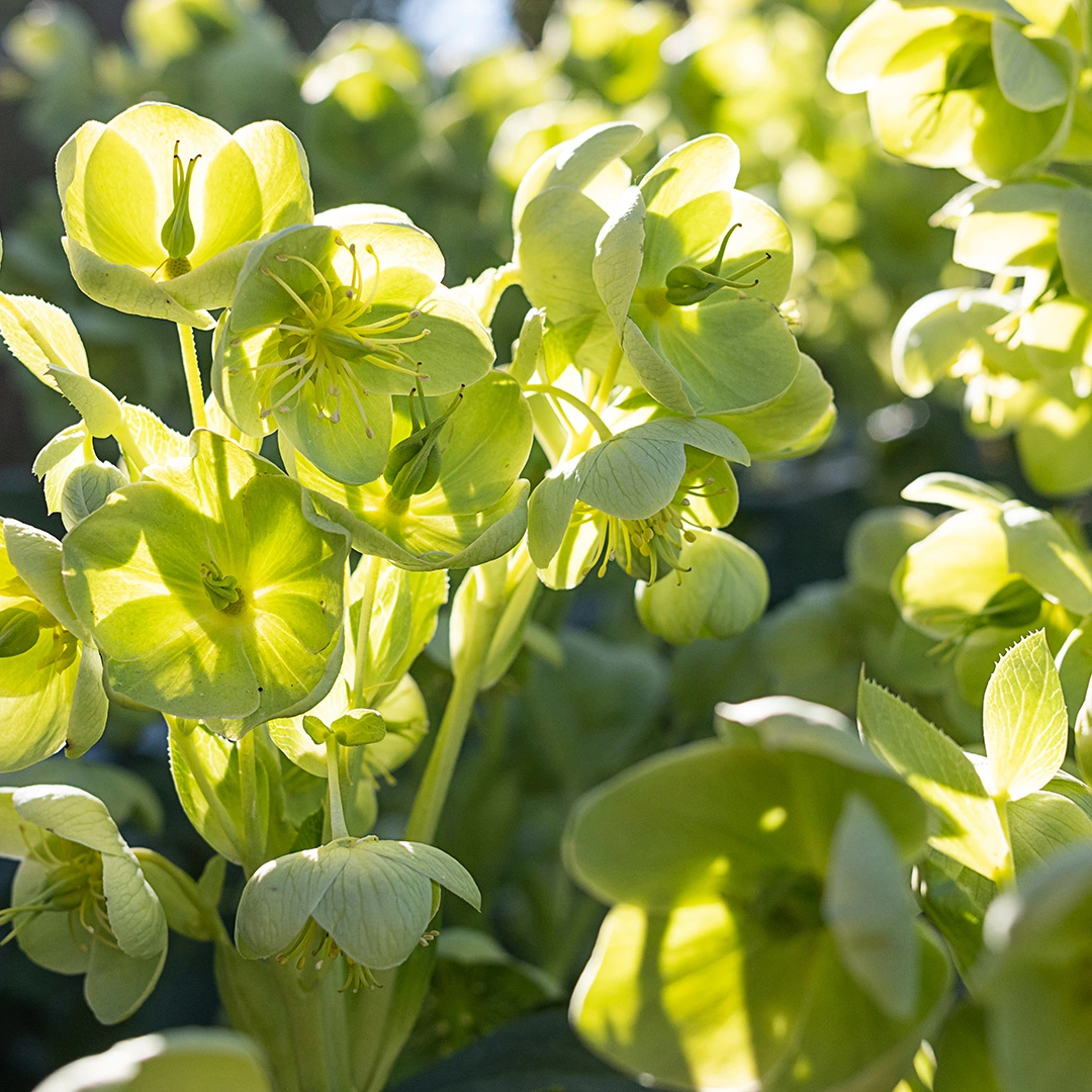 Helleborus argutifolius at Boma Garden Centre