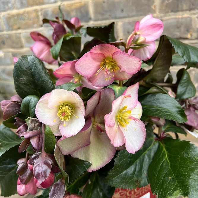 Helleborus Ice N Roses 'Early Rose' available at Boma Garden Centre in Kentish Town