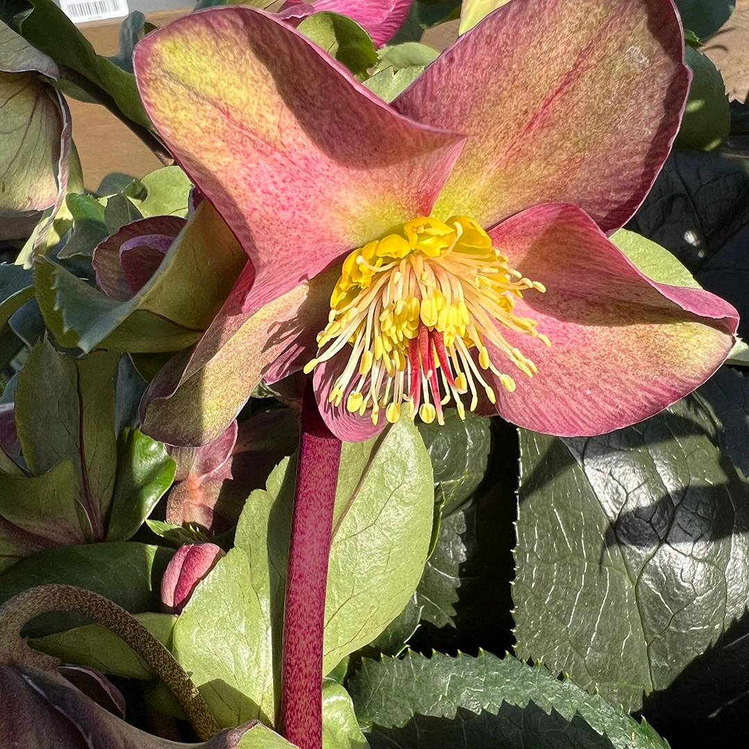 Helleborus 'Purple Marble'