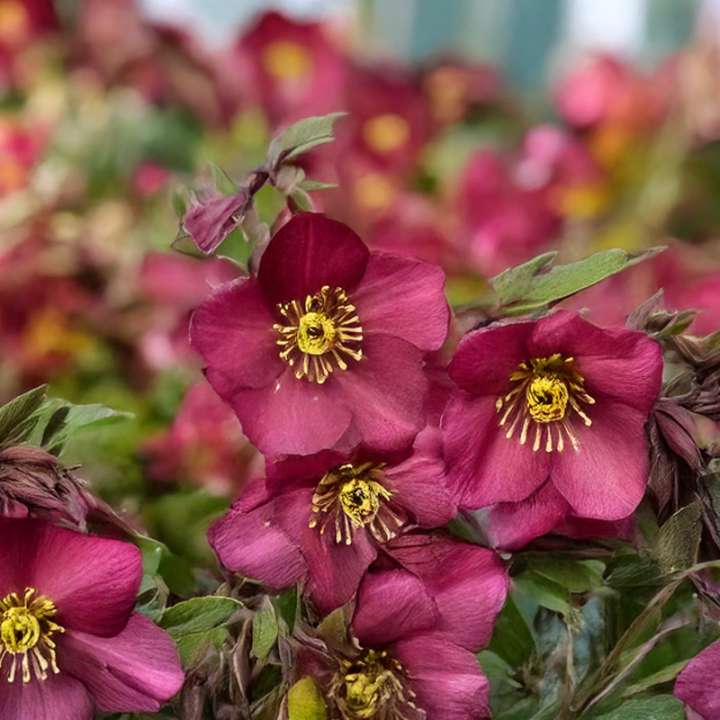 Helleborus × glandorfensis ‘Ice N’ Roses Red Romance’ available at Boma Garden Centre