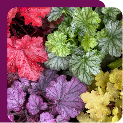 Heuchera Offer