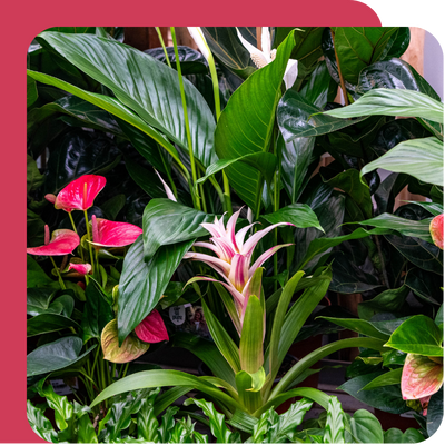 Pre-pack Plant Bulbs at Boma Garden Centre, Kentish Town