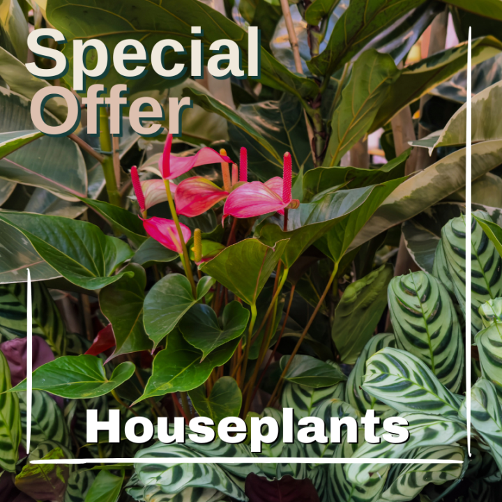 Houseplant Special offer at Boma Garden Centre