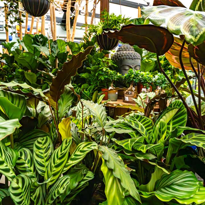 The Botanica Collection at Boma: For Indoor Houseplant Enthusiasts