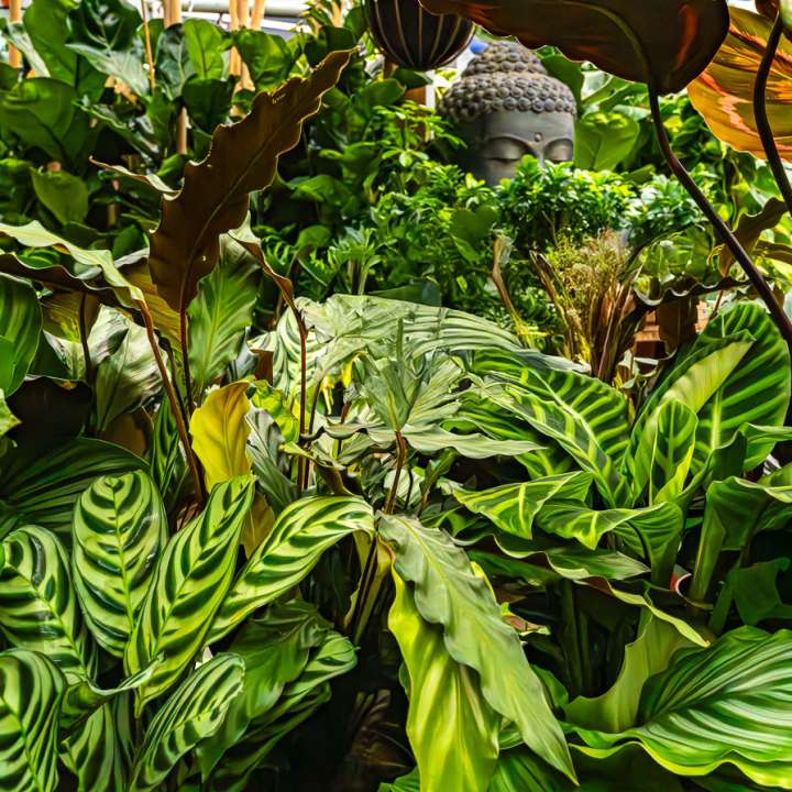 Indoor Plant Sanctuary at Boma Garden Centre in Kentish Town