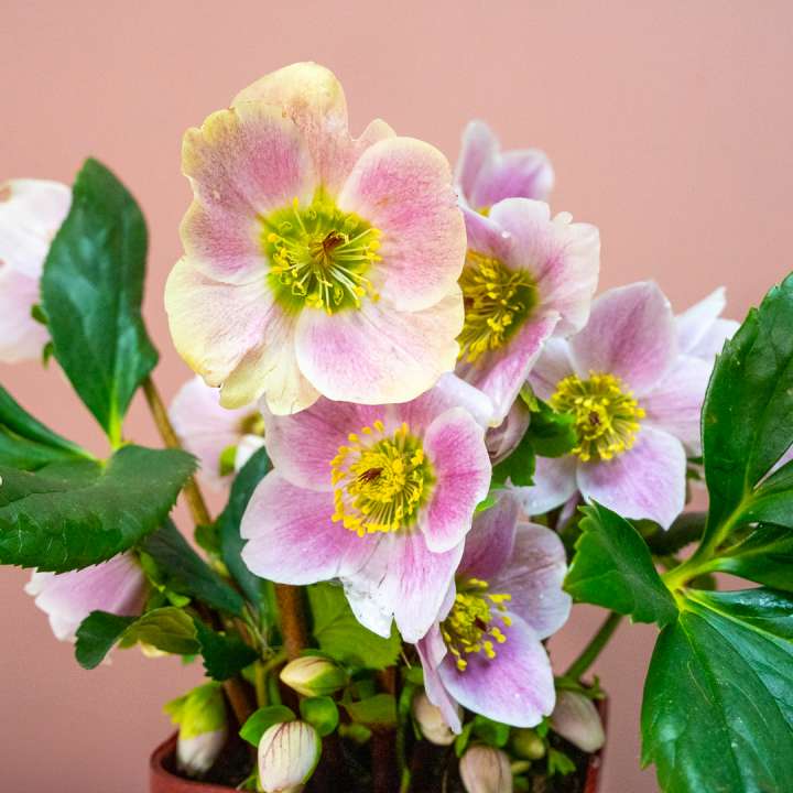 Hellebore at Boma Garden Centre, Kentish Town