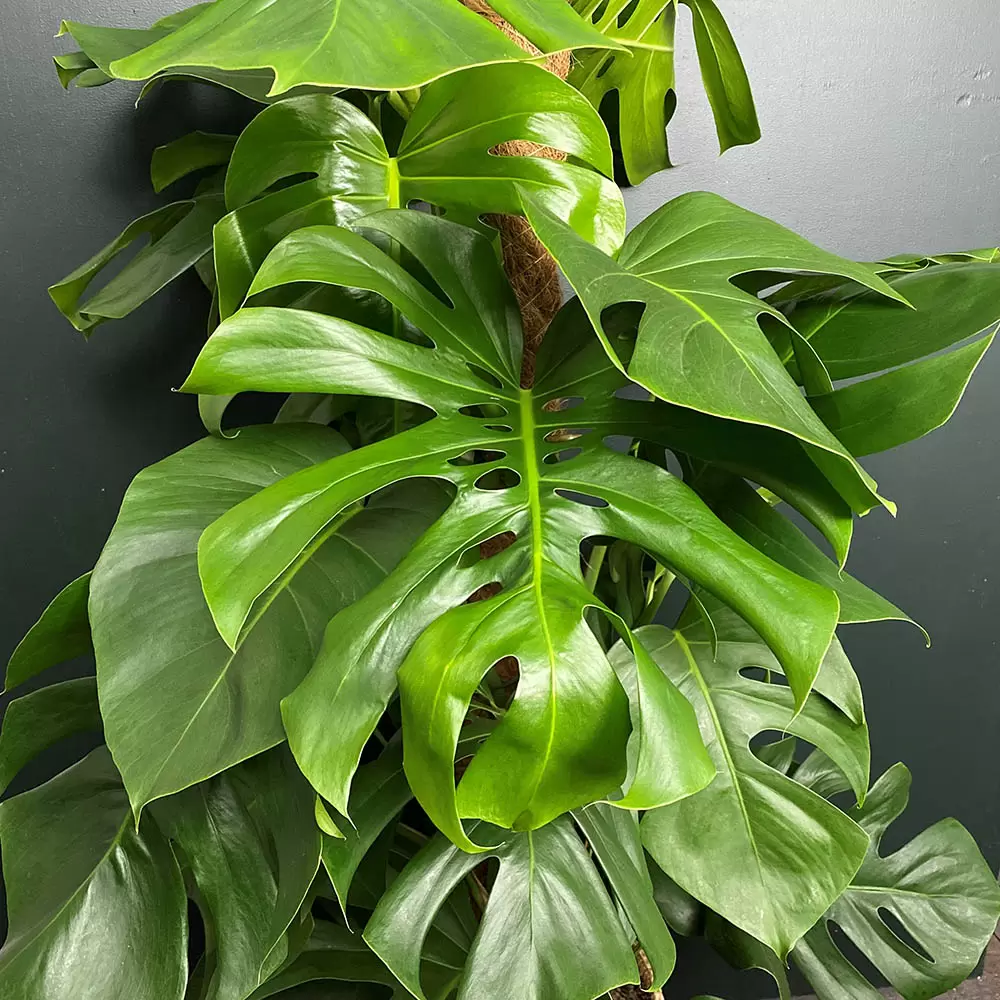 Monstera deliciosa at Boma Garden Centre in Kentish Town London