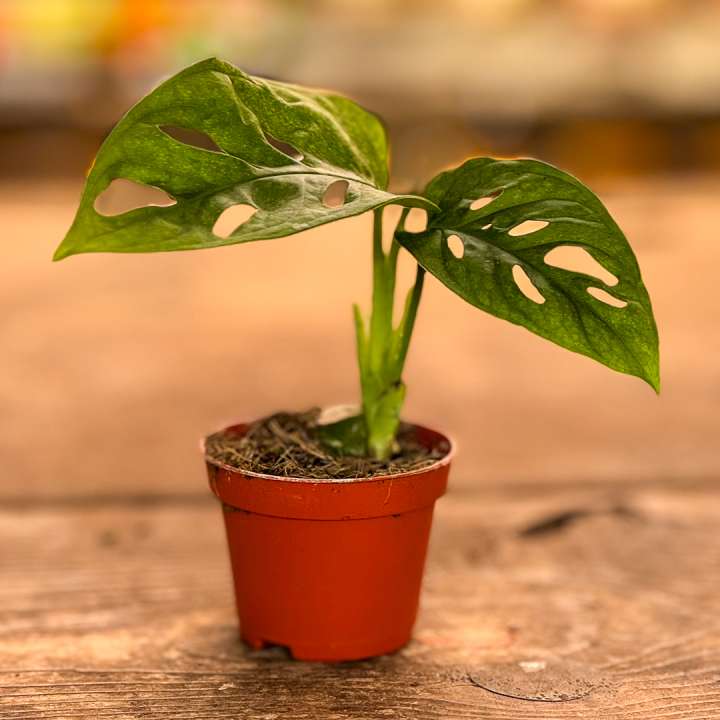 Monstera Luxe at Boma Garden Centre in Kentish Town