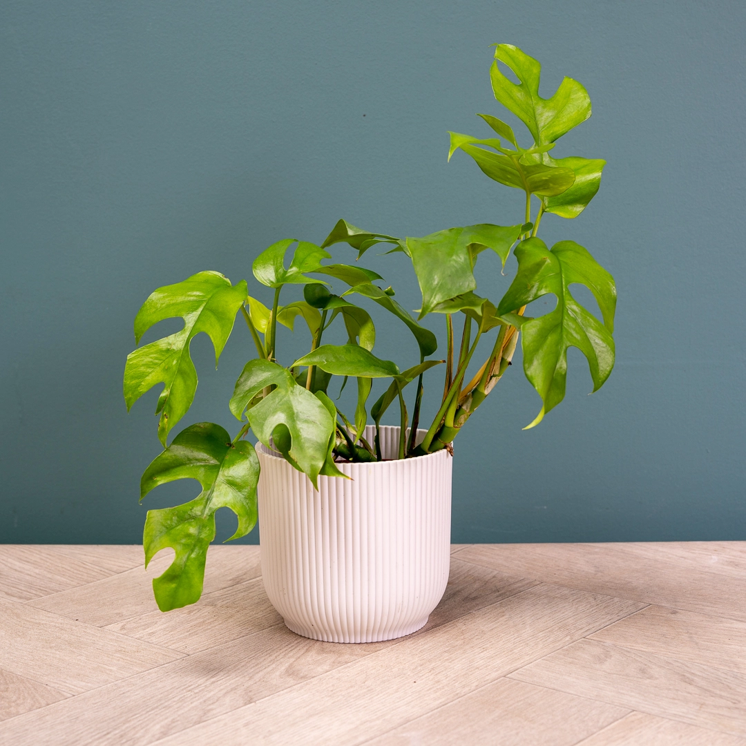 Monstera Minima at Boma Garden Centre in Kentish Town London