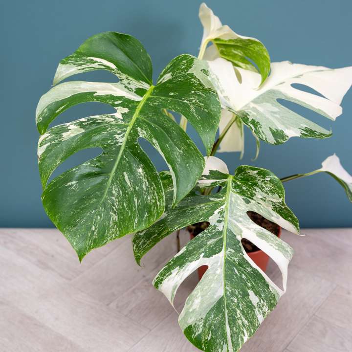 Monstera Super White at Boma Garden Centre