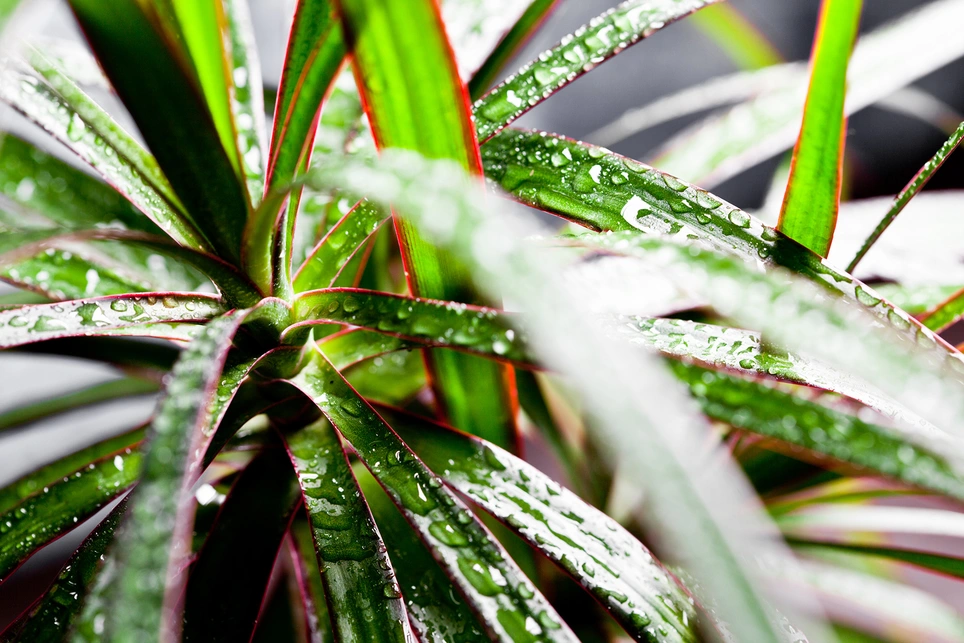 Discover Dracaena’s caressing charm and colourful varieties