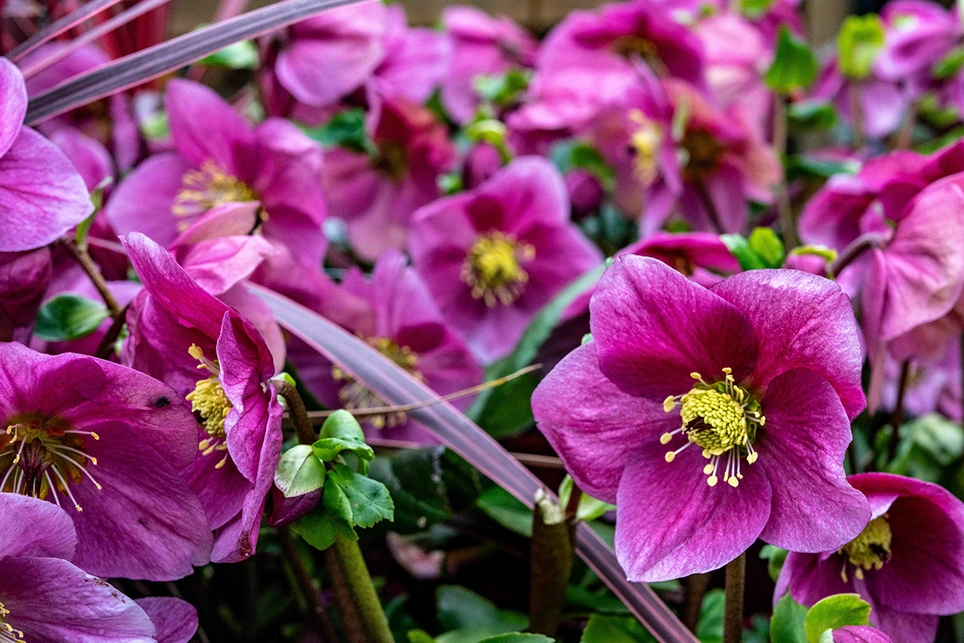 February’s Best-Kept Flowering Secrets