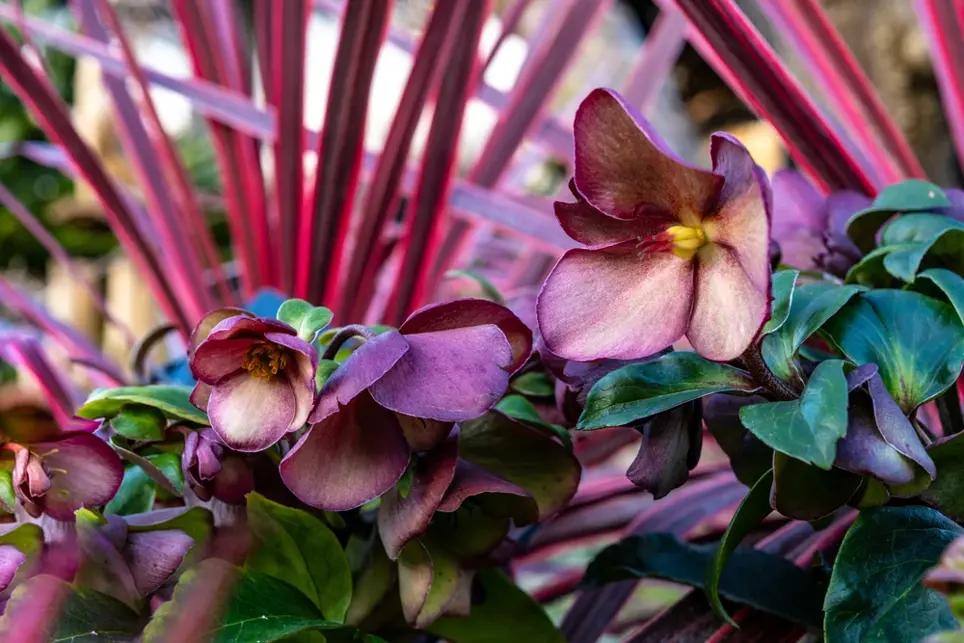 Dicover Hellebore at Boma Garden Centre