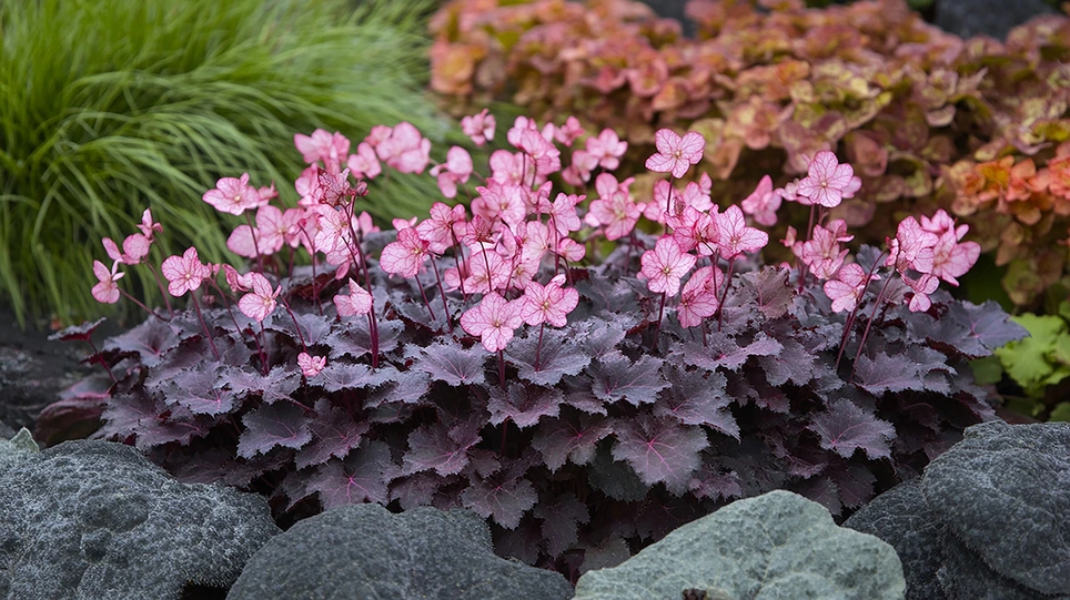 Heuchera’s Fiery Vibrance for Rich Autumn Colours