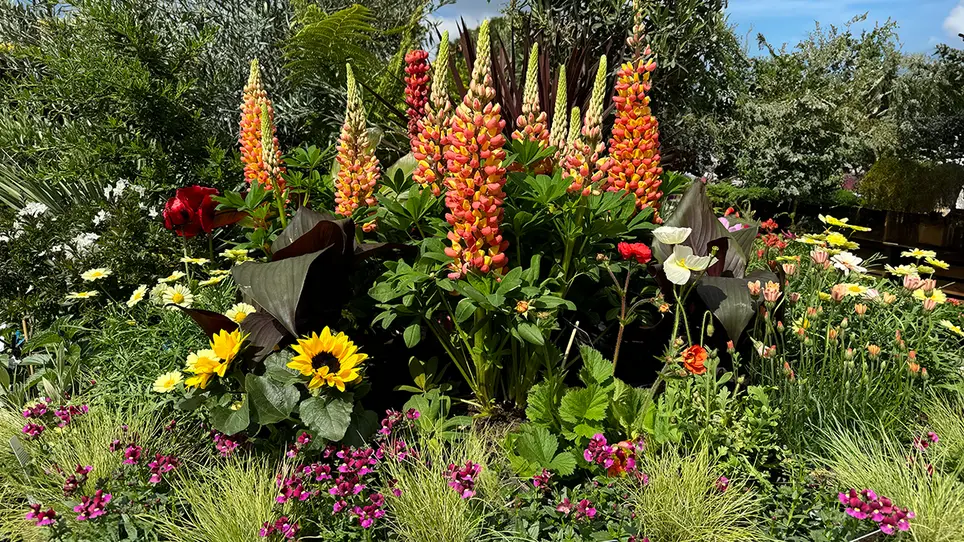 June's Jewel Box: 7 Stunning Perennials to Brighten Your Garden