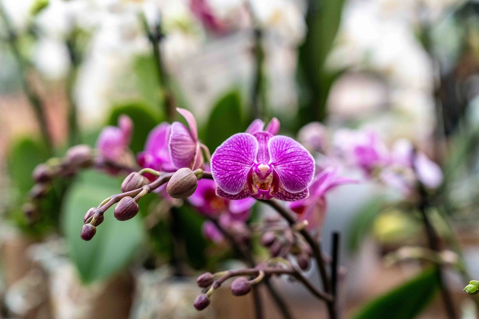 Orchid as a Gift Offers So much More