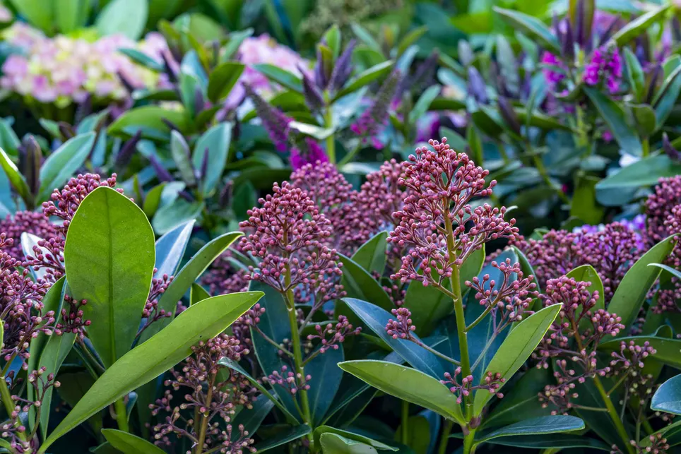 Skimmia's Stunning Beauty from Autumn to Spring