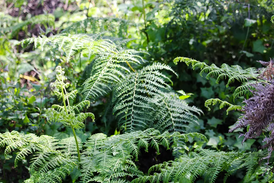 The Magic of Ferns: Garden Elegance and Enchantment