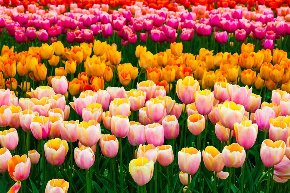 Tulip Bulbs - What colours are there?