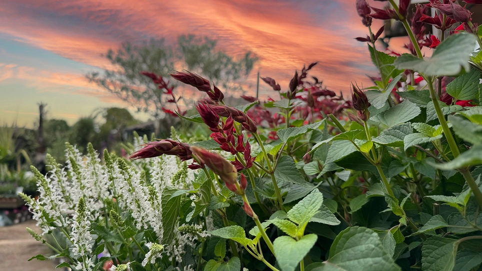 Whispers of the Sage: The Enigmatic Beauty of Salvia