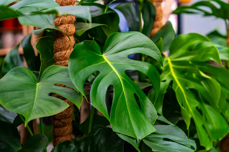 Why Monstera Works So Well in Your Personal Space