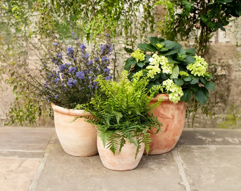 Your Guide to Planters, Window Boxes: Making the most of Moisture Control Compost