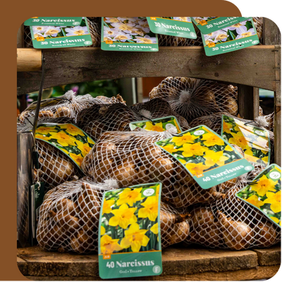 Packet Bulbs Offer