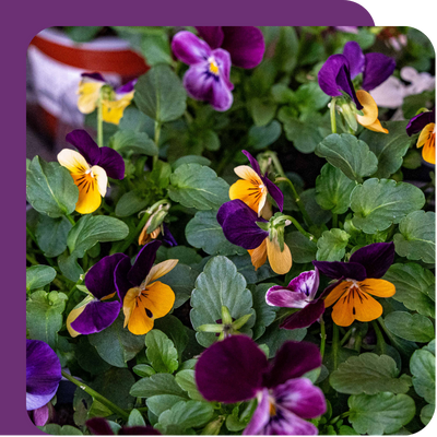 SylvaGrow Ericaceous Compost at Boma Garden Centre, Kentish Town