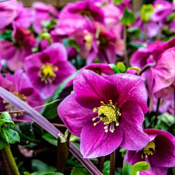 Perennials at Boma Garden Centre in Kentish Town