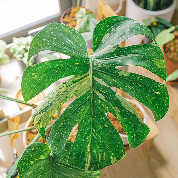 Monstera Thai Constellation - Photo by Huy Phan: https://www.pexels.com/photo/green-leaf-plant-in-close-up-photography-4484186/