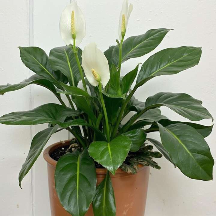 Spathiphyllum Verdi at Boma Garden Centre