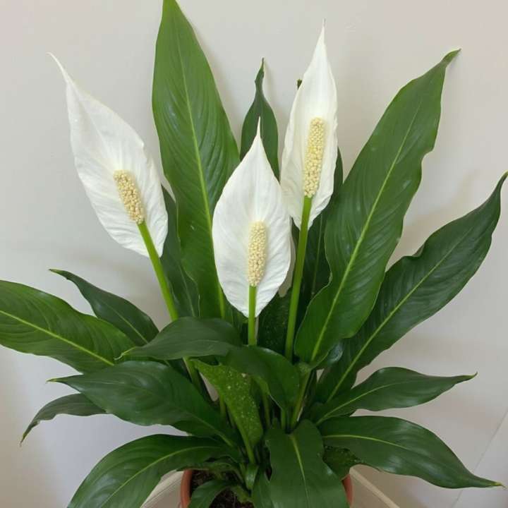 Spathiphyllum Vivaldi at Boma Garden Centre