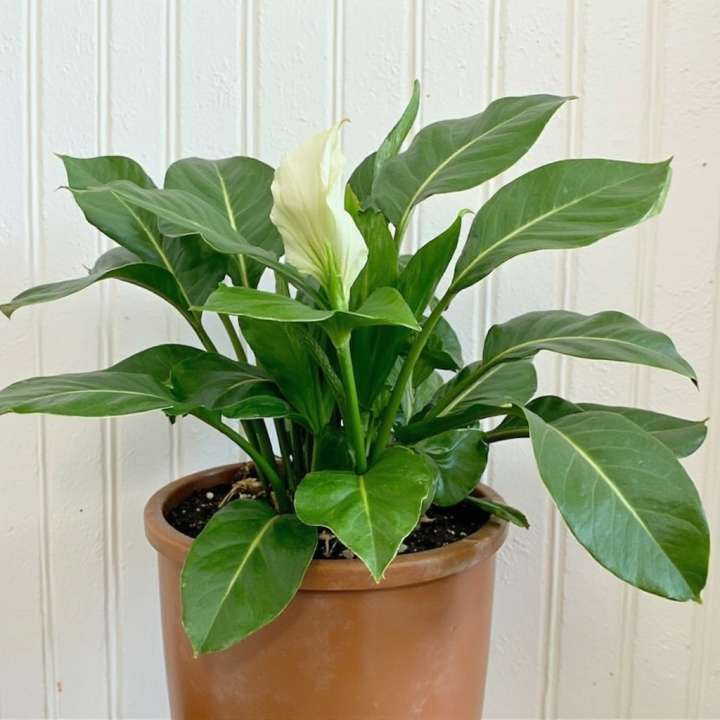 Spathiphyllum Torelli at Boma Garden Centre