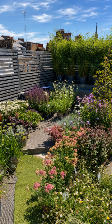 Roof terrace planting overview in full summer bloom