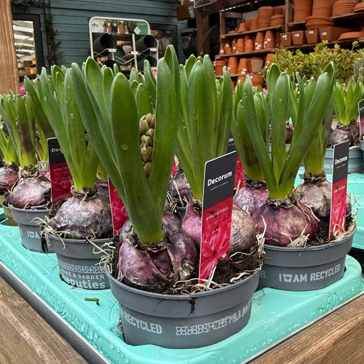 Bulbs in Pots at Boma Garden Centre, Kentish Town