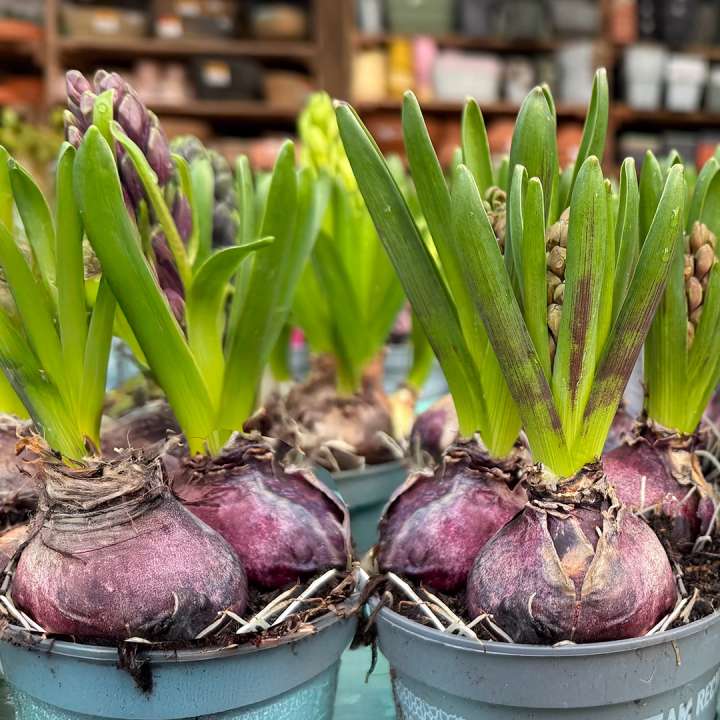 Potted Bulbs at Boma Garden Centre