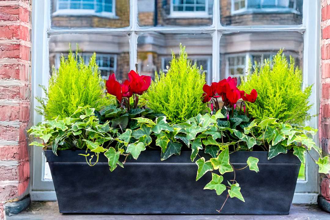 Potted plants and window boxes at Boma Garden Centre, Kentish Town