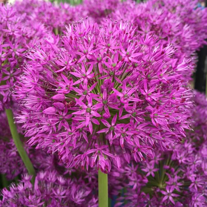 Alliums at Boma Garden Centre